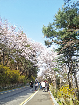 ▲ 벚꽃이 만발한 남산공원을 산책하는 시민들
