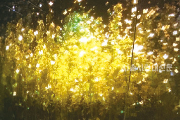 ▲ 노란 꽃과 나비 배경의 미디어아트