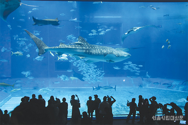 ▲ 고래상어가 살고 있는 쿠로시오의 바다. 수조 앞에는 카메라를 든 사람들이 가득하다.