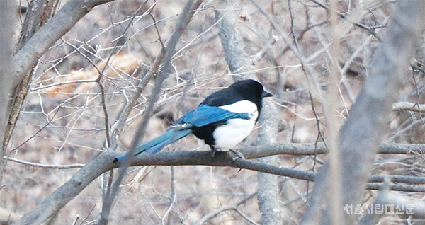▲ 직접 카메라로 찍은 까치. 날개와 꼬리의 푸른색이 특징이다.